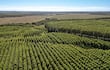 El salto en área plantada es uno de los datos más contundentes del sector.