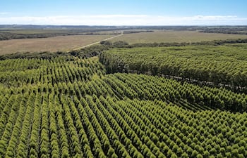 El salto en área plantada es uno de los datos más contundentes del sector.