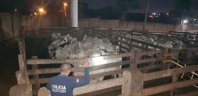 Animales presumiblemente ingresados de contrabando desde el Brasil. Estaban a punto de ser faenados en el matadero municipal de Pedro Juan Caballero.