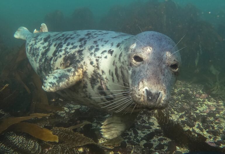 Foca gris (Halichoerus grypus).