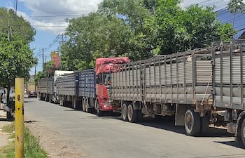 Fila de camiones transganado.