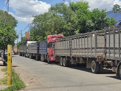 Fila de camiones transganado.