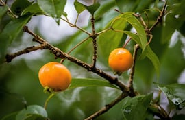 Guavirá (Campomanesia xanthocarpa).