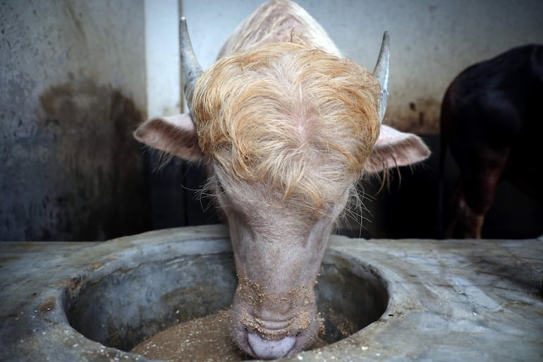Un búfalo come en la granja Rabeya Agro Farm, en el distrito de Narayanganj, en las afueras de Daca, Bangladés, el 19 de mayo de 2026.