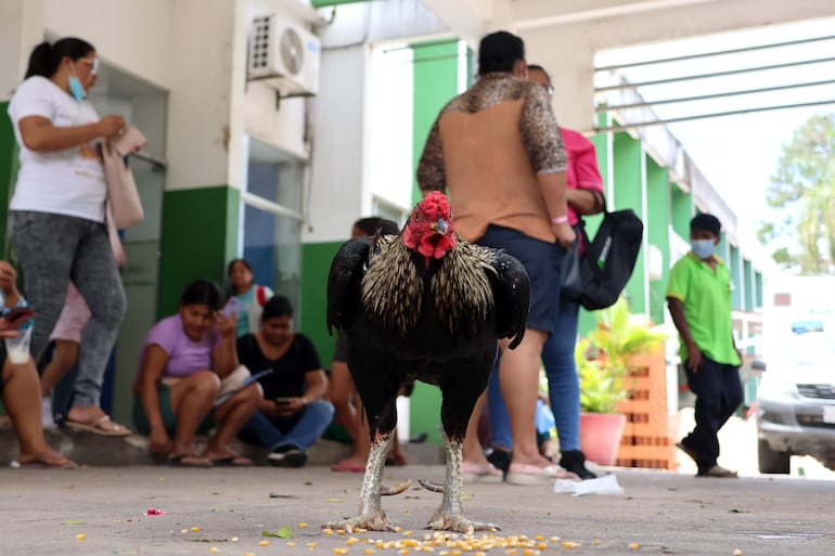 El gallo Martín, frente al Instituto Oncológico en Santa Cruz (Bolivia).