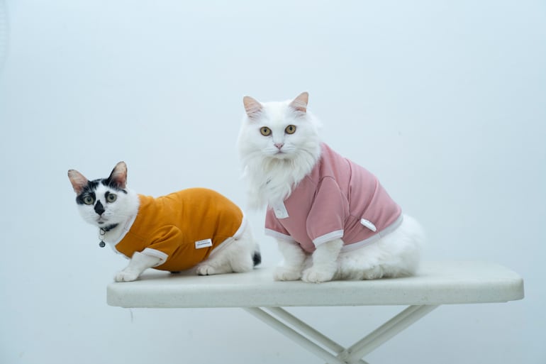 Gatos abrigados.