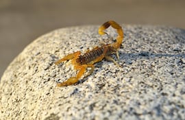 Un artrópodo de color ámbar con la cola levantada y dos grandes pinzas delanteras, posado sobre una piedra.