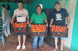 Tres hombres sonrientes sostienen cajas de tomates en un ambiente rural con paredes verdes y piso terroso.
