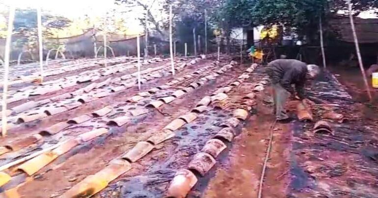 El productor Adrián Cáceres, de la Compañía Aveiro de Itá, cubre sus cultivos con tejas viejas.