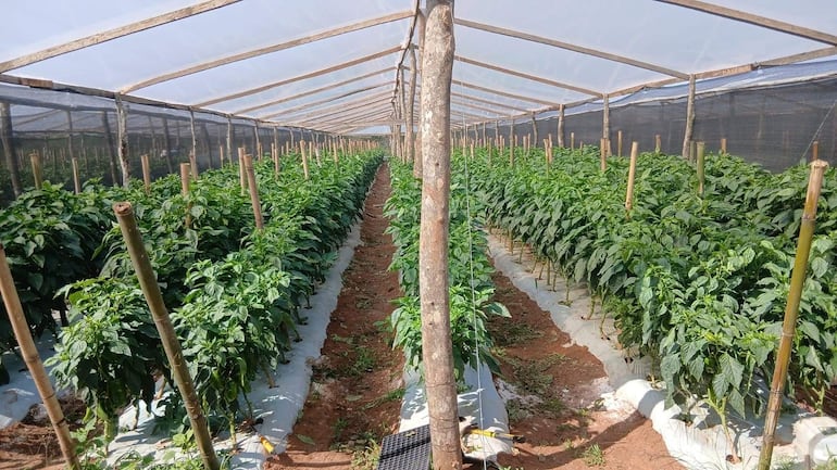 La experiencia de producir bajo invernadero mejora el rendimiento productivo del locote, comentó la productora María Adelfa Coelho, quien pasó de 2,7 a unos 5 kilos por planta.
