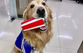 Perro Golden Retriever con camiseta azul, sentado en oficina y sosteniendo un vaso rojo con expresión alegre.