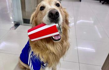 Perro Golden Retriever con camiseta azul, sentado en oficina y sosteniendo un vaso rojo con expresión alegre.