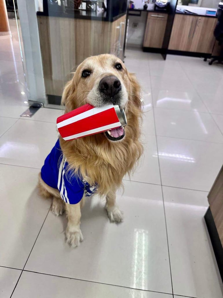 La historia de Tommy, el golden retriever que se volvió viral alentando a la Albirroja - Soy un viral