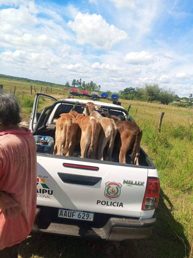 Cuatro terneros fueron recuperados y entregados a su propietario.