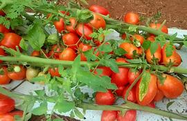 El titular del Senave, Pastor Soria Melo, celebró que los productores, que hasta el momento eran importadores, se convierten así en exportadores.