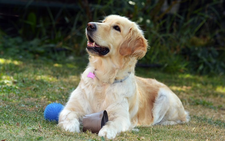 Cachorro de la raza golden retriever.