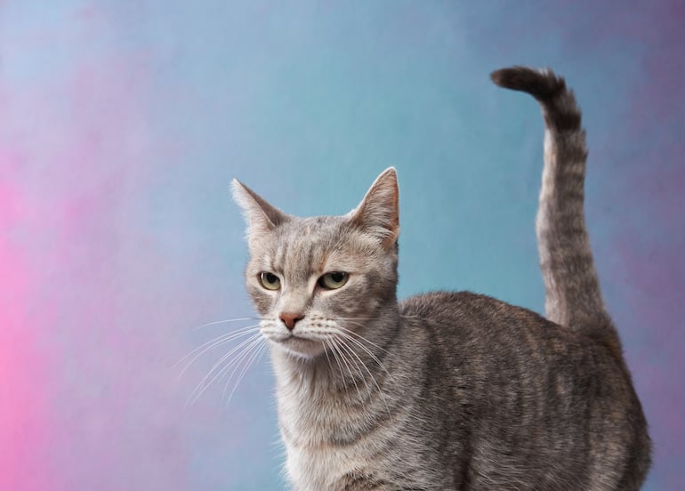 Gato con la cola levantada.