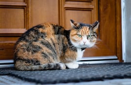 ¿Por qué los gatos odian las puertas cerradas?