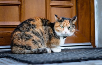 ¿Por qué los gatos odian las puertas cerradas?
