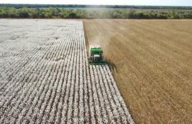 Agricultura en el Chaco: balance de una campaña entre desafíos y éxitos