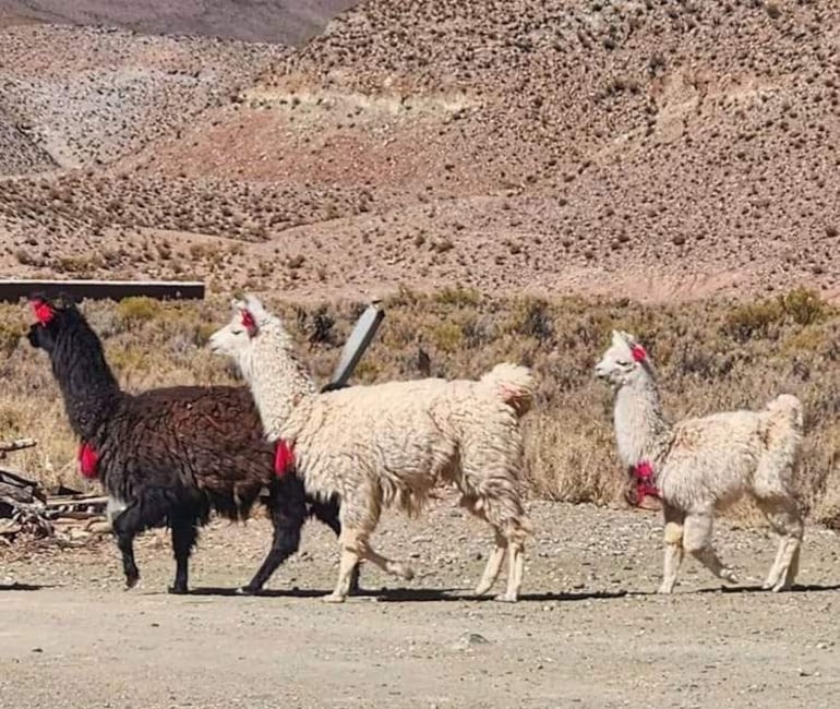 Fauna de la region desertica en Chile