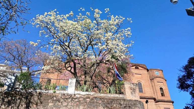Árbol con flores blancas y rosadas frente a edificio de ladrillos naranjas en un día soleado.