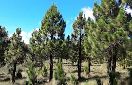 Plantación de pino