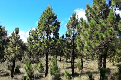 Plantación de pino