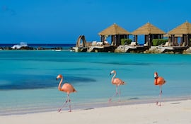 Flamencos en Aruba.