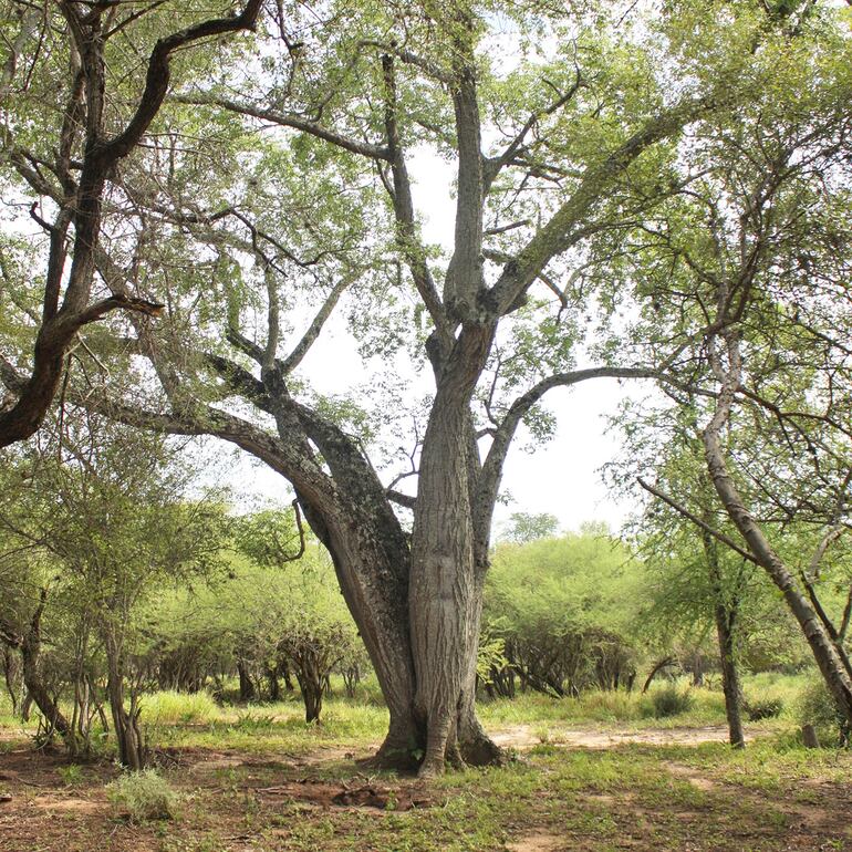 Valiosas especies arbóreas de la flora se encuentran en el Chaco.