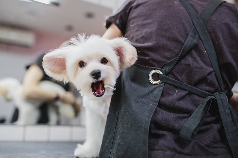 Perro en la peluquería.