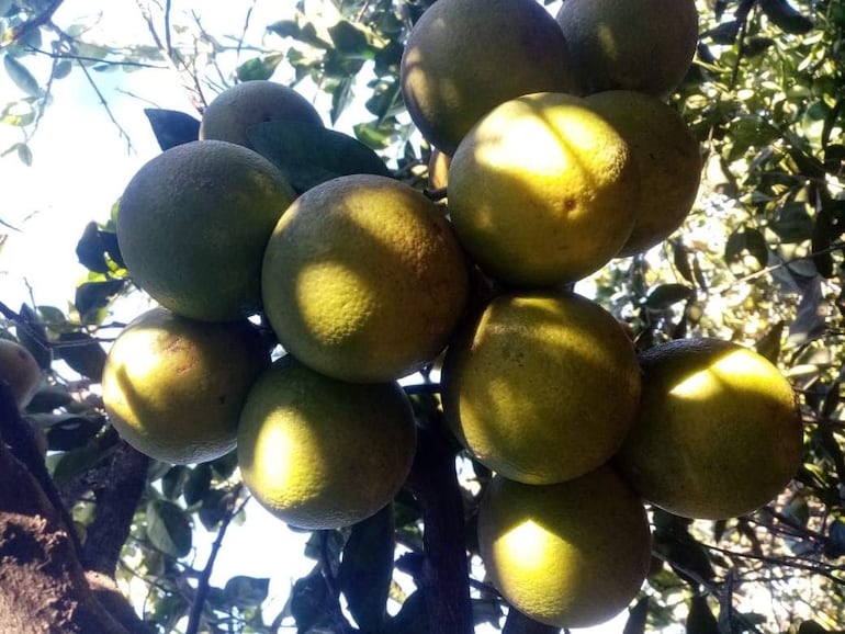 Las frutas se comercializan con precios muy accesibles para los clientes en la misma finca