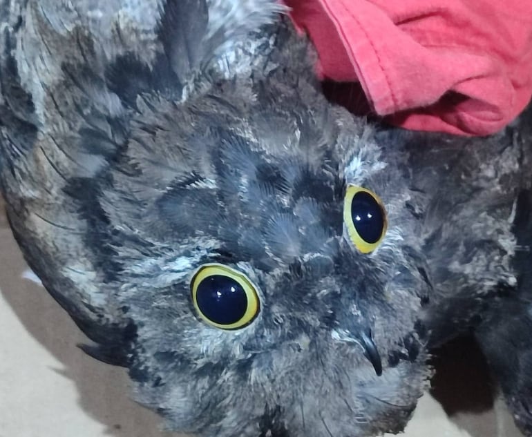 Hieren de con un proyectil lanzado con una hondita a un urutaú en Ypané.