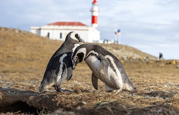 Pingüinos magallánicos en la isla de La Magdalena, Chile.