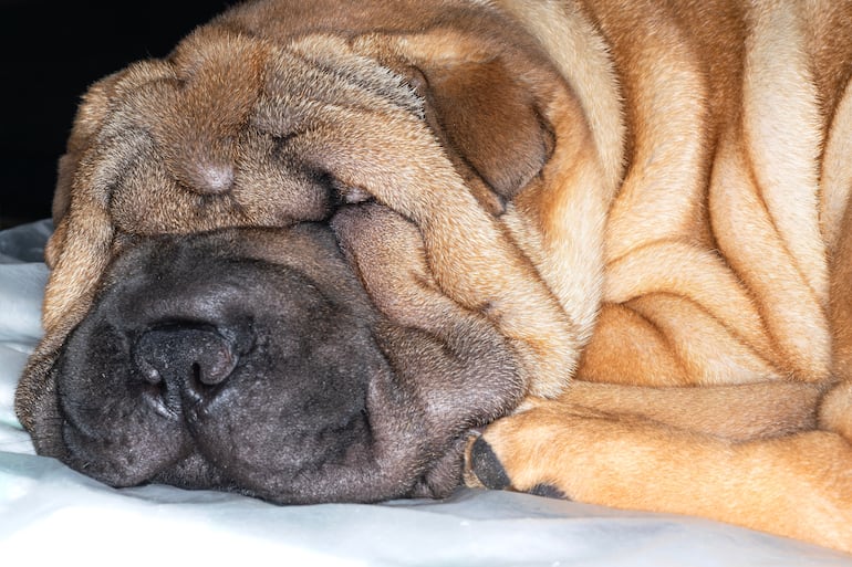 Perro de la raza shar pei, un perro con muchas arrugas.