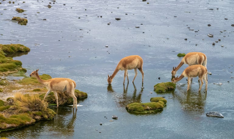 Vicuñas en Laguna Colorada, Reserva Eduardo Avaroa National, Bolivia.
