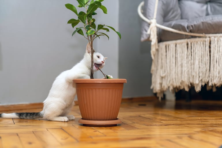 Si tu gato mordió una planta, alejalo de inmediato, retirale con suavidad los fragmentos visibles de la boca y guardá una muestra o sacale una foto a la especie.