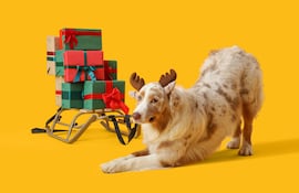 Perro pastor australiano con un trineo lleno de regalos de Navidad.