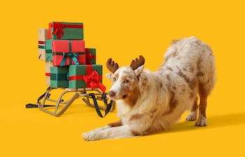 Perro pastor australiano con un trineo lleno de regalos de Navidad.