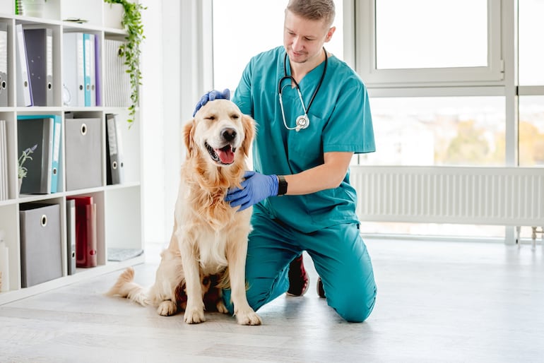 Perro golden retriever con un veterinario.