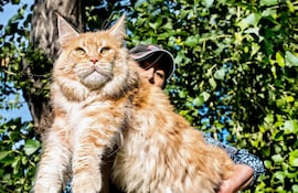 Gato Maine Coon.