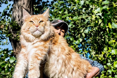 Gato Maine Coon.