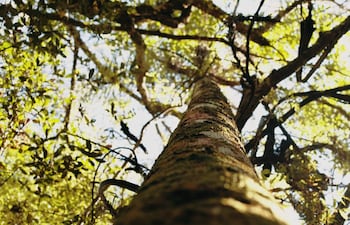 La imagen muestra a tres personas trabajando en un entorno forestal. Todos están vestidas con trajes de apicultura, incluyendo máscaras protectoras.
1. **Personas**: Tres individuos, dos con trajes claros y uno en un traje amarillo brillante que está en el centro de la actividad. El centro de atención parece ser la persona con el traje amarillo, que sostiene una herramienta y parece estar manipulando componentes de una colmena.
2. **Acciones**: Están realizando tareas relacionadas con la apicultura, posiblemente revisando o recolectando miel. Hay humo, sugiriendo que están utilizando un ahumador para calmar a las abejas.
3. **Entorno**: La escena es al aire libre, rodeada de árboles.
4. **Elementos relevantes**: Se observan colmenas en el fondo, indicando que están en un apiario.
No hay elementos visuales que identifiquen un equipo de fútbol ni lugares o monumentos reconocibles. No se visualiza texto en la imagen.