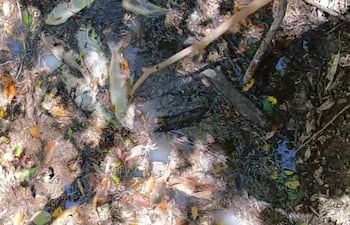 Nueva mortandad de peces en el río Tebicuarymí.