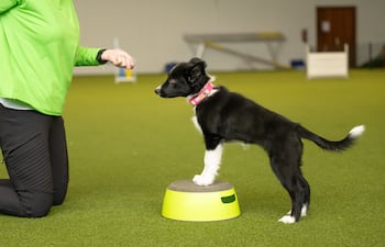 Entrenamiento positivo.