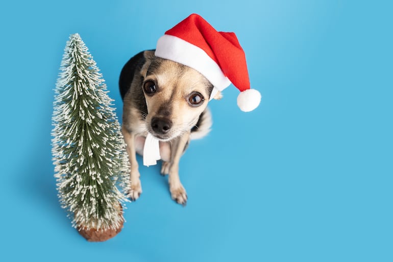 Perro en Navidad.