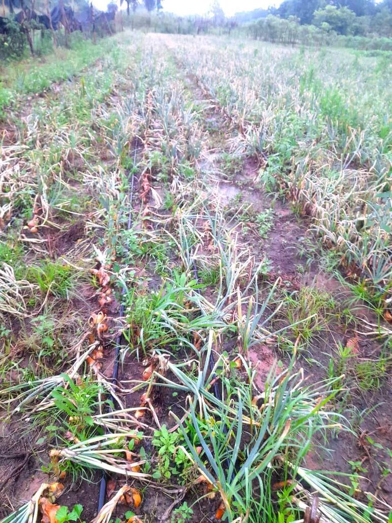 Si los terrenos de cultivos son bajos y comienzan a inundarse tras la copiosa lluvia, se recomienda realizar drenaje controlado.