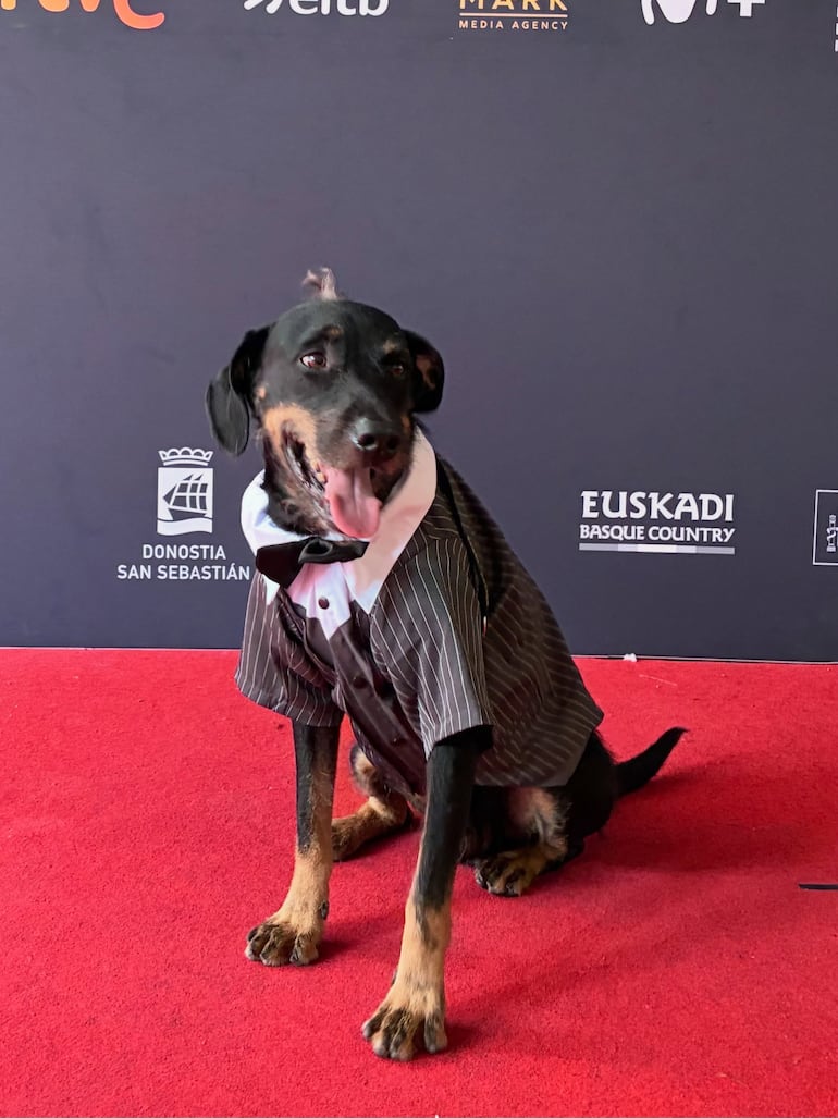 Así de elegante lució Bowie, el perro de Marcelo Martinessi, en la alfombra roja española. (Instagram/Marcelo Martinessi)