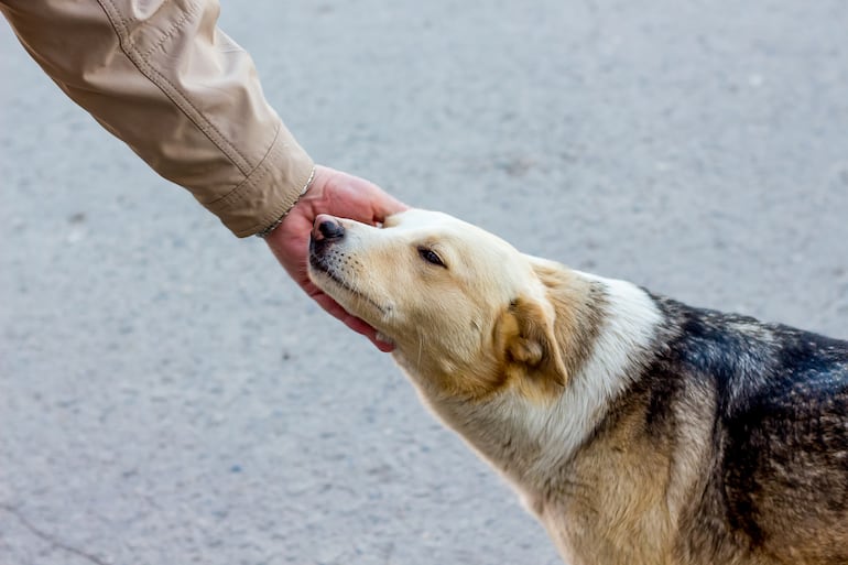 Cuánto tiempo pueden recordar los perros a una persona.