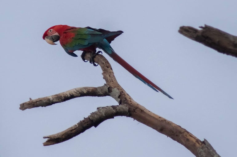 Guacamayo de plumaje rojo, verde y azul, observando su entorno desde una rama en un paisaje selvático.